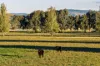 1315 Bungowannah Road, Bungowannah, NSW 2640-Image