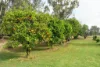 1321 Koondrook Murrabit Road, Myall VIC 3579-Image