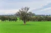 1329 Berthong Road, Young, NSW 2594-Image