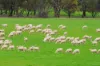 1329 Berthong Road, Young, NSW 2594-Image