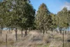 133 Bellbrook East Road, Armidale NSW 2350-Image