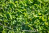 133 Bellbrook East Road, Armidale NSW 2350-Image