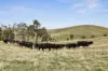 1335 Dairy Flat Road, Tooborac, Vic 3522-Image