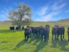 1335 Namoi River Road, Manilla, NSW 2346-Image