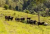 134 Landslip Creek Road, Wherrol Flat, NSW 2429-Image