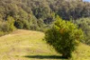 134 Landslip Creek Road, Wherrol Flat, NSW 2429-Image