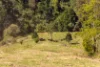 134 Landslip Creek Road, Wherrol Flat, NSW 2429-Image