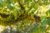 134 Landslip Creek Road, Wherrol Flat, NSW 2429-Image