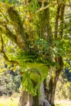 134 Landslip Creek Road, Wherrol Flat, NSW 2429-Image