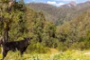 134 Landslip Creek Road, Wherrol Flat, NSW 2429-Image
