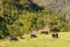 134 Landslip Creek Road, Wherrol Flat, NSW 2429-Image