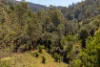 134 Landslip Creek Road, Wherrol Flat, NSW 2429-Image