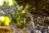 134 Landslip Creek Road, Wherrol Flat, NSW 2429-Image
