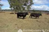 1340 Mount Walker West Road, Merryvale, Qld 4340-Image