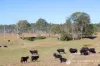 1340 Mount Walker West Road, Merryvale, Qld 4340-Image