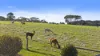 1341 Waitpinga Road, Waitpinga, SA 5211-Image