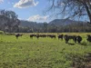 135 Killaloe Road, Kyogle, NSW 2474-Image
