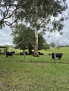 135 Killaloe Road, Kyogle, NSW 2474-Image