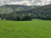 136 Otooles Road, Wild Dog Valley, Vic 3953-Image