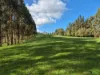 136 Otooles Road, Wild Dog Valley, Vic 3953-Image