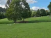 136 Otooles Road, Wild Dog Valley, Vic 3953-Image