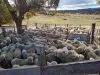 1376 Redground Rd, Crookwell, NSW 2583-Image
