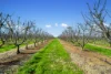 139 Chapel Road, Cobram East, Vic 3644-Image