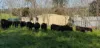 14 Packs Grant Road, Cowra, NSW 2794-Image