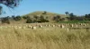 14 Packs Grant Road, Cowra, NSW 2794-Image