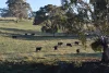 1414 Mid Western Highway, Bathurst, NSW 2795-Image