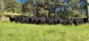 1431 Coramba Road, Dorrigo NSW 2453-Image