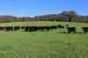 1431 Coramba Road, Dorrigo NSW 2453-Image