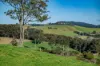 1431 Coramba Road, Dorrigo NSW 2453-Image