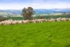 146 Timaru Road, Harden, NSW 2587-Image