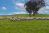 146 Timaru Road, Harden, NSW 2587-Image