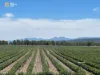 149 Henriendi Lane, Baan Baa, NSW 2390-Image