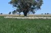 1507 Pine Mount Road, Woodstock, NSW 2793-Image