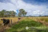 1578 Boonah Rathdowney Road, Coochin, Qld 4310-Image