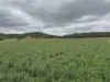 1609 Monal Road, Monto, Qld 4630-Image