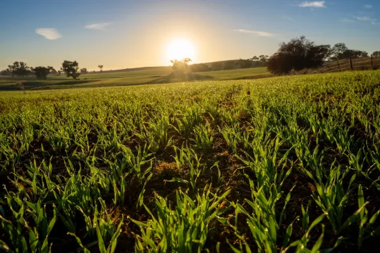 1629 Darby Falls Road, Cowra, NSW 2794