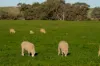 1629 Darby Falls Road, Cowra, NSW 2794-Image