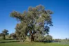 1629 Darby Falls Road, Cowra, NSW 2794-Image