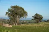 1629 Darby Falls Road, Cowra, NSW 2794-Image