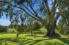 1629 Darby Falls Road, Cowra, NSW 2794-Image
