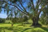 1629 Darby Falls Road, Cowra, NSW 2794-Image