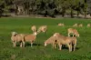 1629 Darby Falls Road, Cowra, NSW 2794-Image