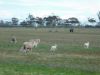 16472 Dukes Highway, Bordertown SA 5268-Image