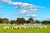 165 Elwood Road, Camperdown, Vic 3260-Image