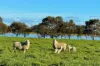165 Elwood Road, Camperdown, Vic 3260-Image