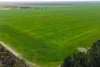 1663 Lake North Road, Jacup, WA 6337-Image
